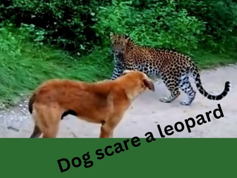 A video of a dog barking at a leopard and scaring it away has gone viral and shocked the internet